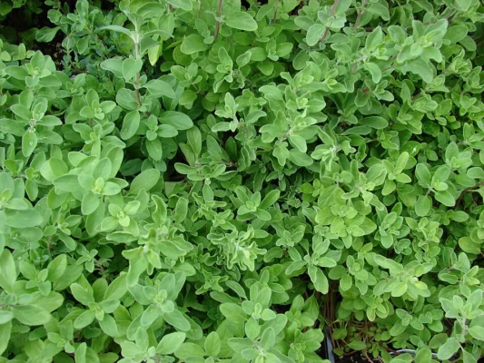 Dense green sweet marjoram foliage photographed at a nursery