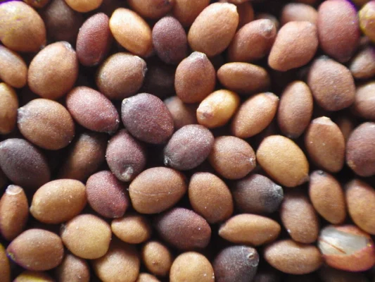 Tiny sweet marjoram seeds
