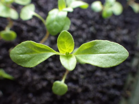 A young sweet marjoram seedling