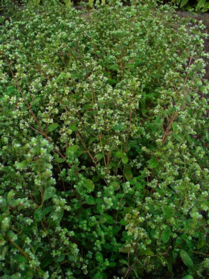 A bushy sweet marjoram plant growing outdoors