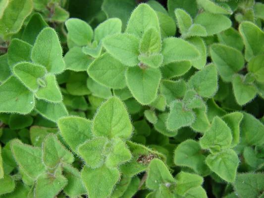 Soft oval sweet marjoram leaves