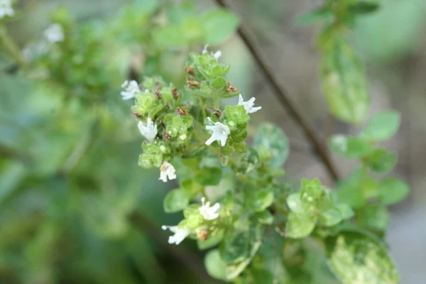 White sweet marjoram flowers and rounded buds