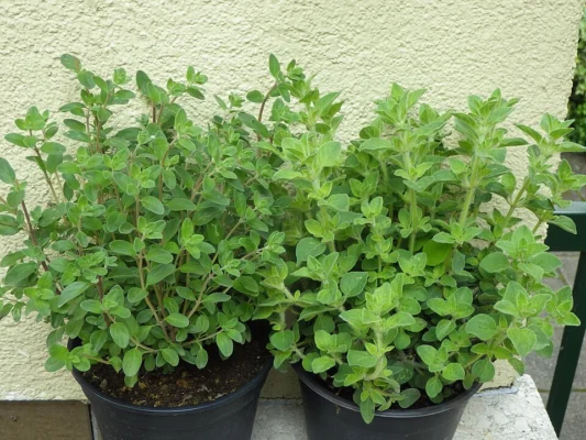 Potted sweet marjoram on the left beside oregano on the right