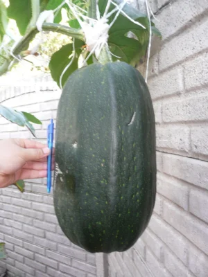 Mature dark green marrow hanging from its vine