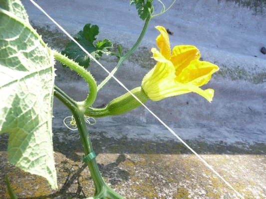 Yellow female marrow flower above a young green fruit