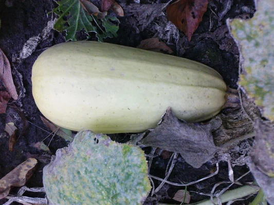 Pale marrow growing beneath large rough leaves