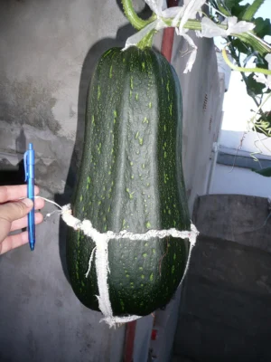 Dark green developing marrow supported with cord