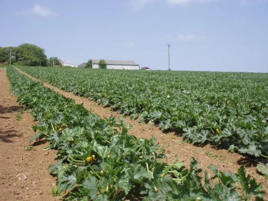 Rows of flowering marrow plants in a field