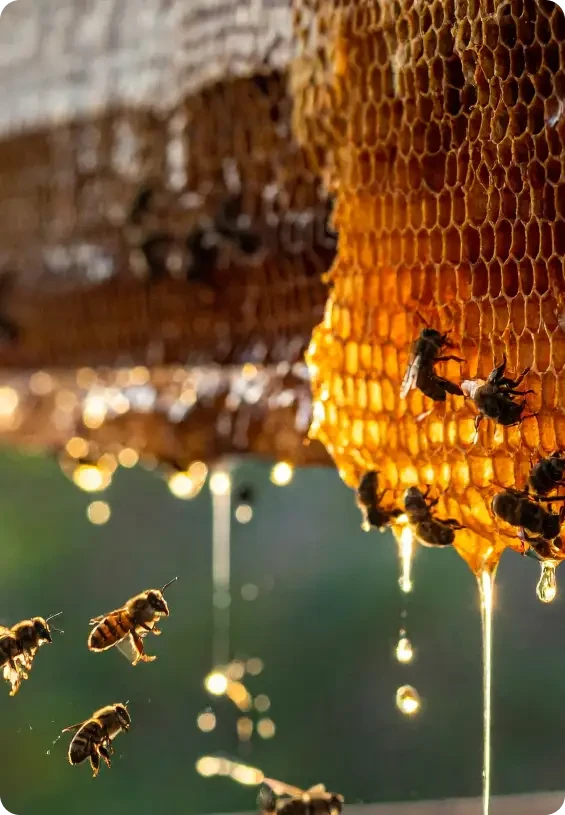 Honey dripping from a honeycomb frame with bees nearby