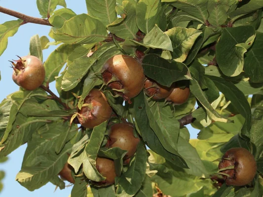 Medlar fruits on a leafy branch in autumn