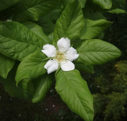 White medlar blossom surrounded by young leaves