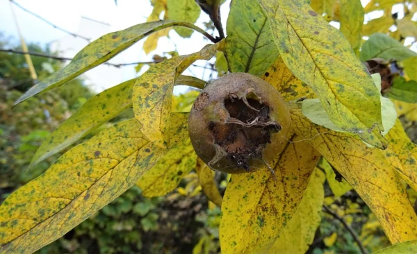 A brown medlar fruit surrounded by yellowing spotted autumn leaves