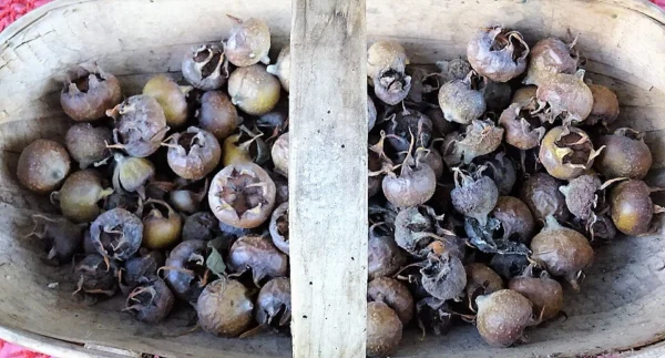 Harvested bletted medlars gathered in a trug