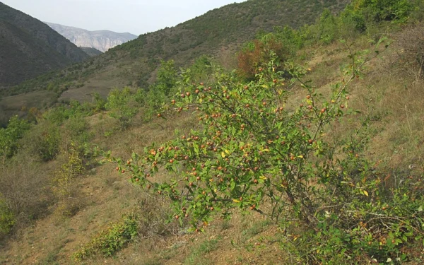 A wild medlar tree bearing fruit on a hillside
