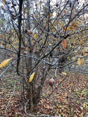 Medlar fruits hanging on mostly bare branches in late autumn