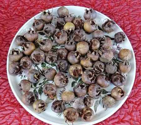 Harvested medlar fruits arranged on a plate