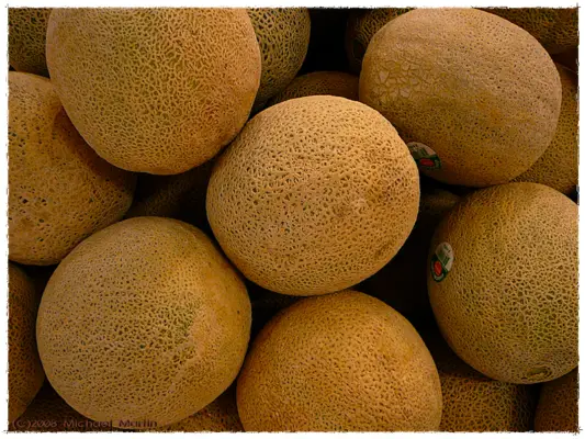 Netted cantaloupe melons