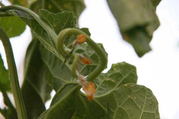 Charentais melon vine with developing flowers