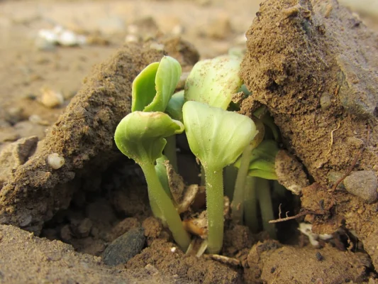 Melon seedlings emerging through soil