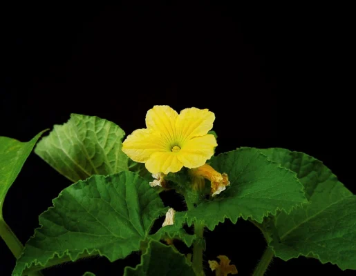 Yellow honeydew melon flower