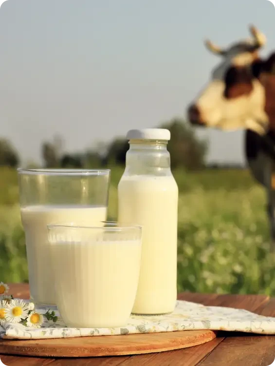 A bottle and glasses of milk with a cow in the background