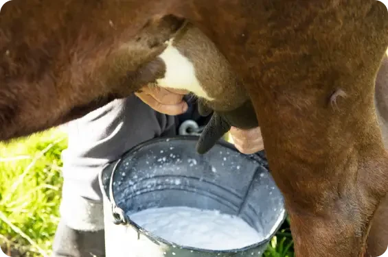 A cow being milked by hand into a bucket