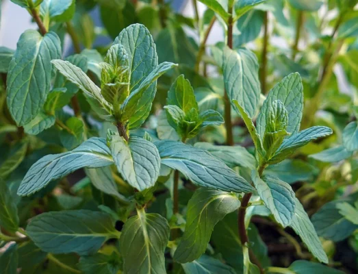 Green spearmint leaves in opposite pairs on upright stems