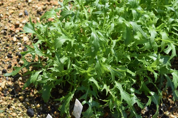 Fresh green mizuna with finely divided leaves