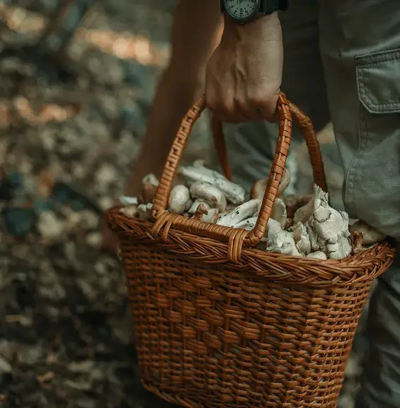 A person carrying a wicker basket filled with mushrooms
