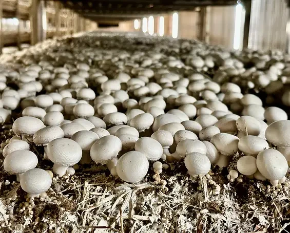 Rows of white mushrooms growing in a covered growing bed