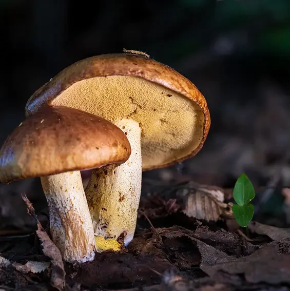 Two brown mushrooms growing among fallen leaves