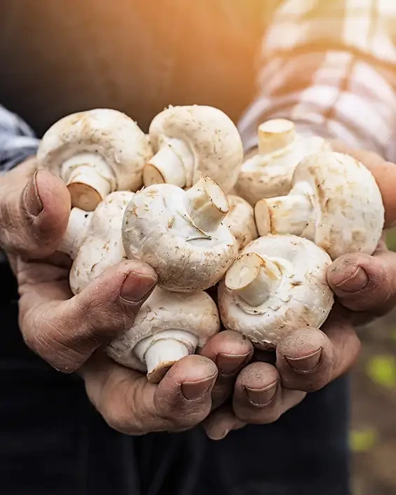 Hands holding a pile of white mushrooms