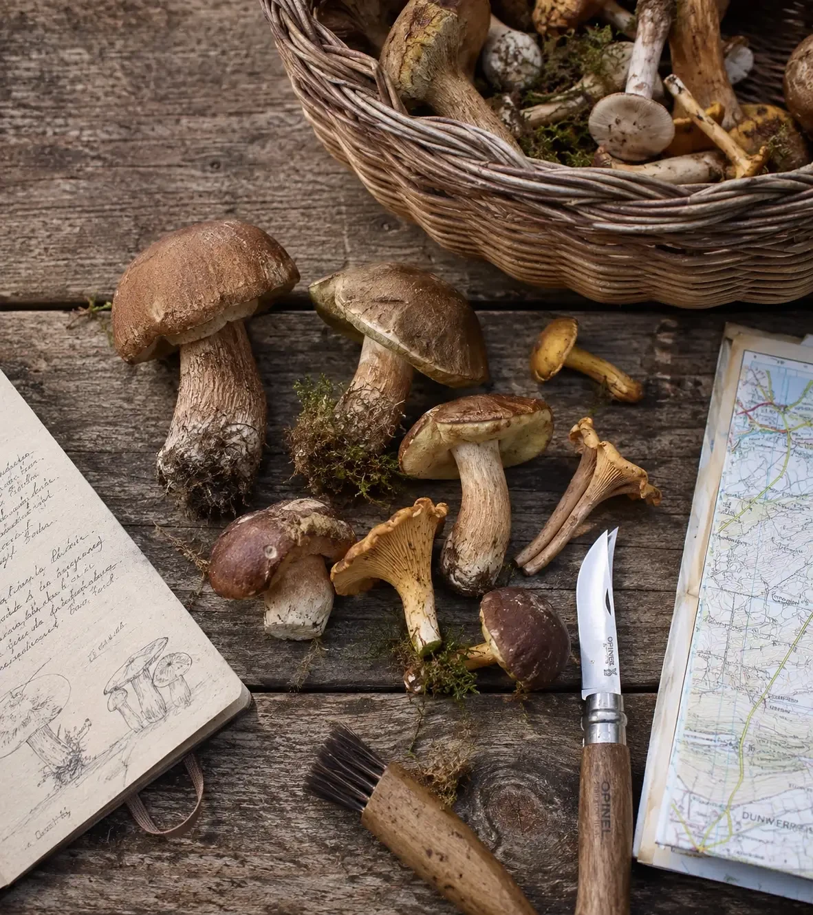 Mushrooms beside a field notebook, brush, knife and map