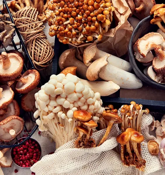 An assortment of mushrooms spread across a table
