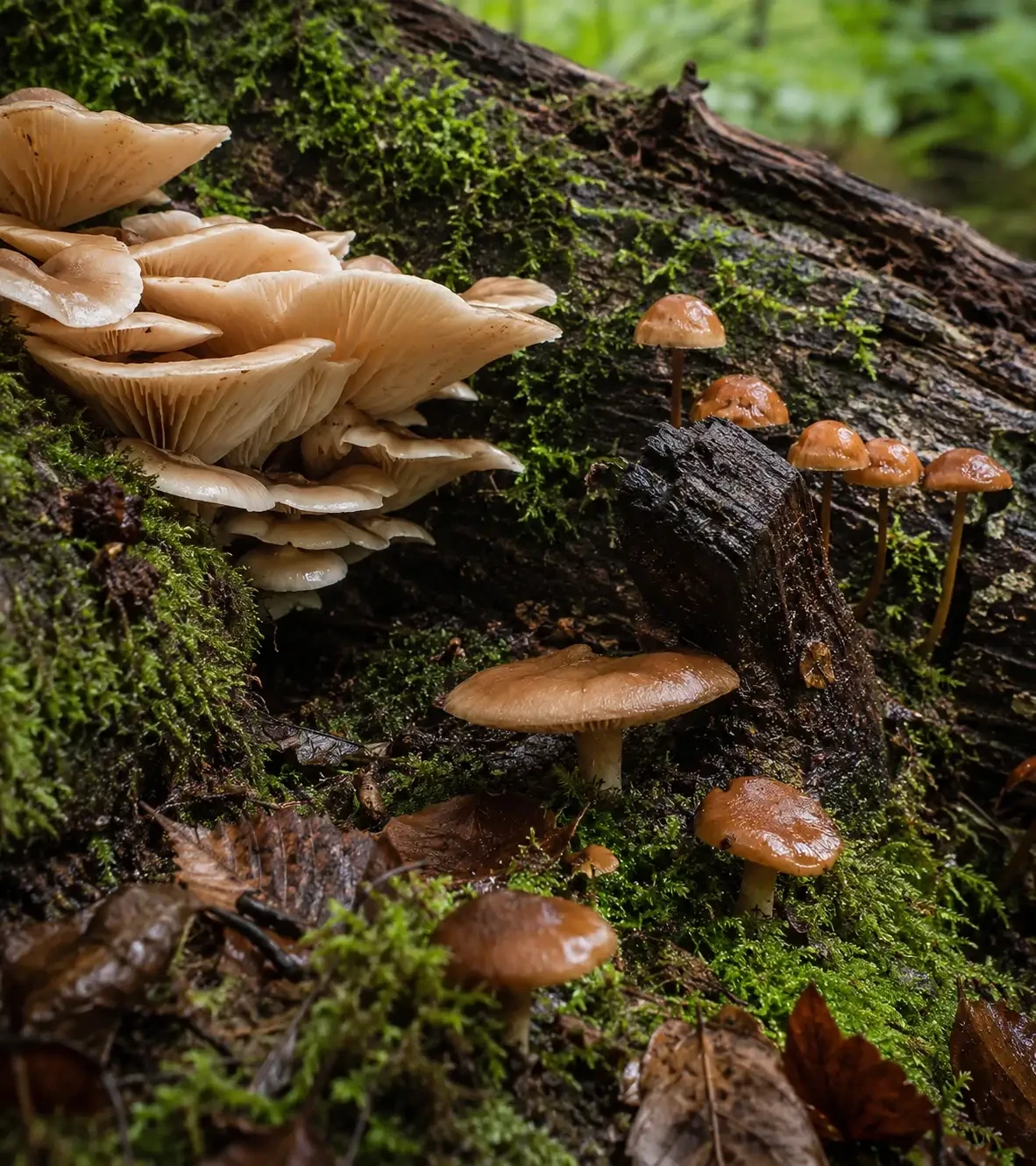 Clusters of mushrooms growing on a moss-covered fallen tree