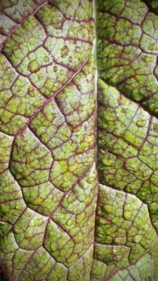 Close view of a Red Giant mustard leaf with green tissue and purple veins