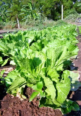 Broad green Brassica juncea leaves