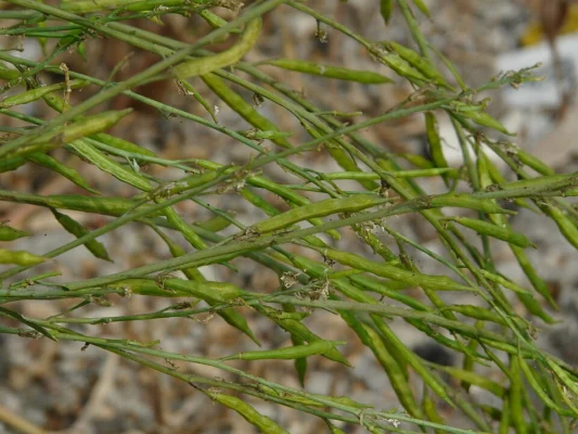 Long green Brassica juncea mustard seed pods on branching stems