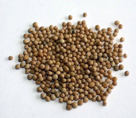 A pile of round pale brown white mustard seeds on a white surface
