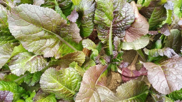 Purple and green Korean mustard foliage