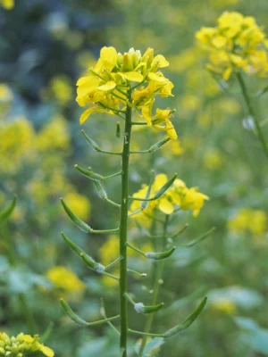 White mustard flowers with developing seed pods
