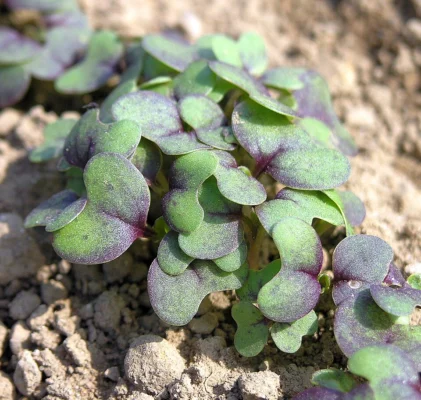 Young Red Giant mustard seedlings with rounded seed leaves