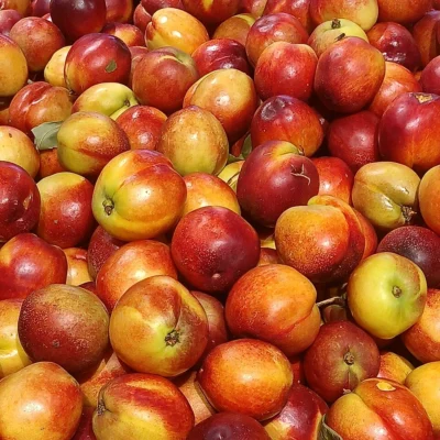 Ripe nectarines with smooth red and yellow skin