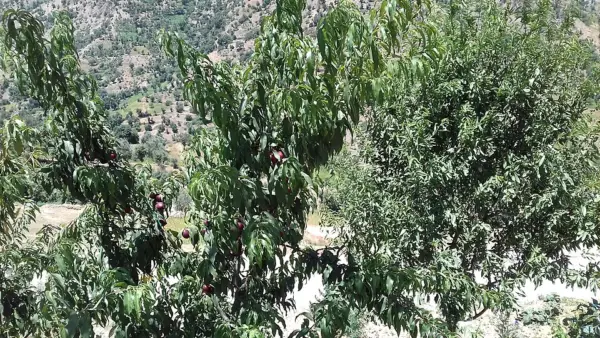 A nectarine tree carrying developing fruit in Morocco