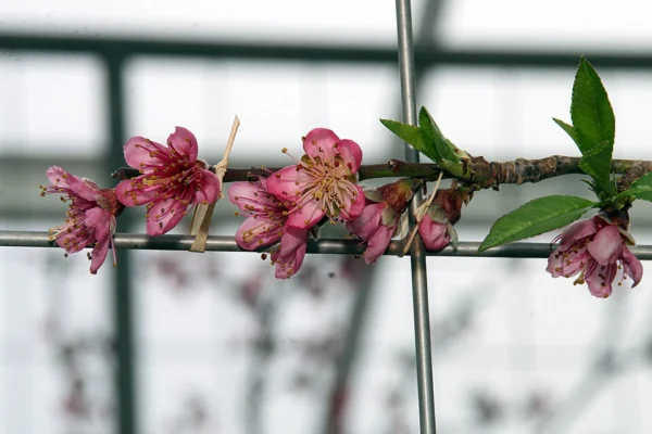 Pink Lafayette nectarine blossom on a trained branch under cover