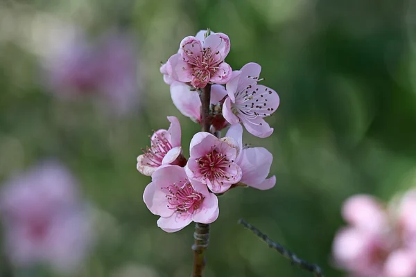 Pink nectarine blossom opening in spring