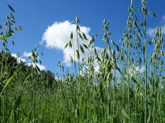 Green oat crop with developing panicles