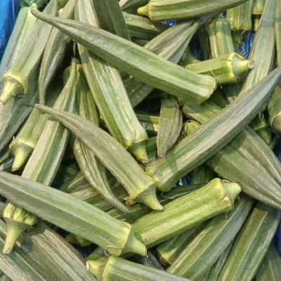 A pile of freshly harvested ribbed green okra pods