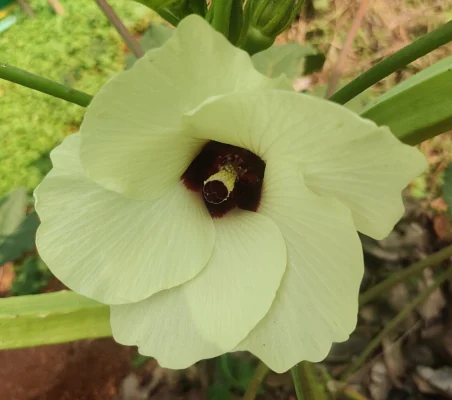 A pale yellow okra flower with a dark burgundy centre