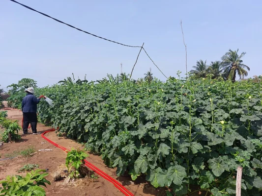 Mature okra plants growing in a cultivated field in Togo